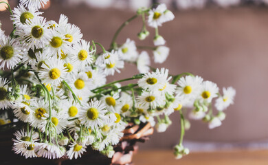 Bouquet of small daises in wicker basket. Chamomile flowers in basket on the table. Cozy interior with white flowers. Floral gift. Rural lifestyle. Daisy flowers in decor. Summertime nature.