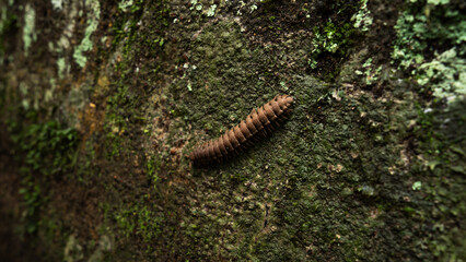 ..A close up of flat-backed millipedes, concept of insect background, wildlife, legs, invertebrate...
