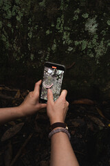 A traveler is taking a photo of flat-backed millipedes, concept of explore nature or forest...