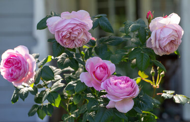 Close up of blooming pink roses flowers in summer garden. English The Ancient Mariner rose with ruffles in blossom. Fresh clusters