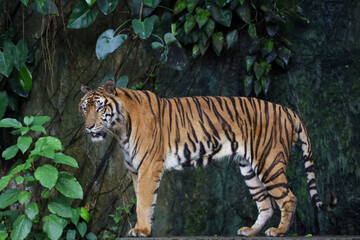 Close up Indochinese tiger is beautiful animal and dangerous in forest