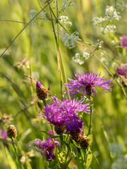 Felder im Juni mit Blüten am Morgen