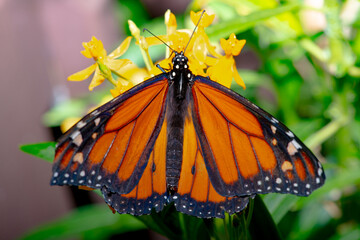 Butterflies