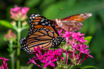 Butterflies