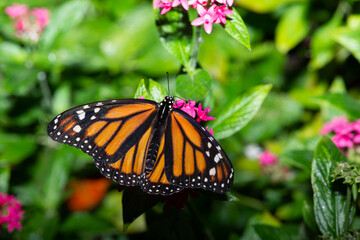Butterflies