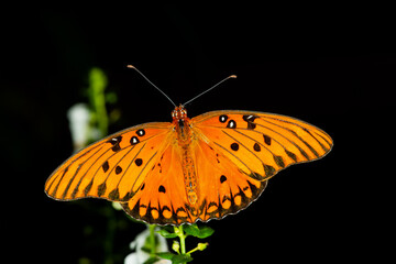 Butterflies