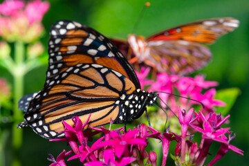 Butterflies