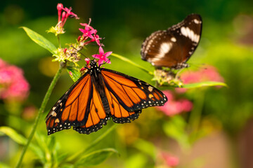 Butterflies