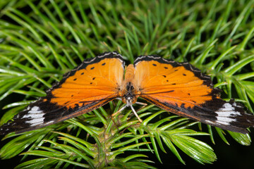 Butterflies