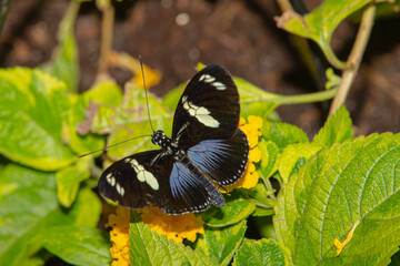 Fototapeta premium Butterflies