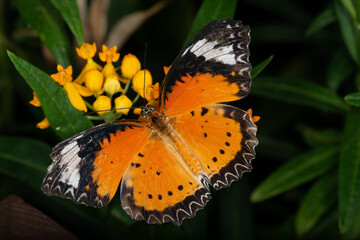 Obraz premium Butterflies