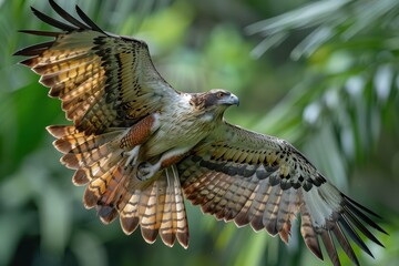 A Philippine eagle soaring high above a lush tropical forest, its powerful wings spread wide and its sharp eyes focused on the ground below. 