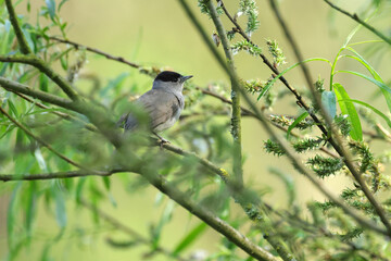 Fototapeta premium blackcap on a branch, eurasian blackcap, bird on a branch, grey bird, bird with black cap