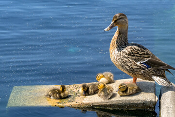 Wild mother duck and brood of young ducklings