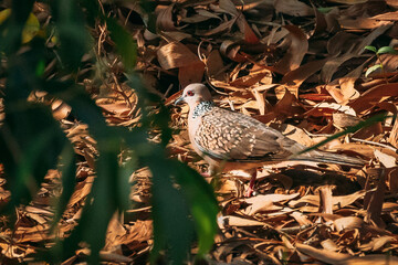 Goa, India. Spotted Dove With Collar Around Neck In Form Of Black And White Spots Walk On Dry Leaves.