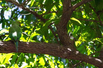 Spectacular picture of beautiful parrot on a tree. Picture clicked at Vedanthangal bird sanctuary, Tamilnadu, South India, India.