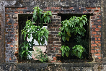 Plants growing inside abandoned house