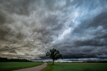 A beautiful green oak tree in a field of structured clouds, a bend in the road.