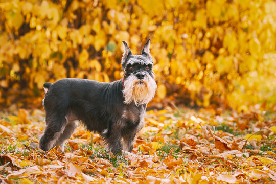 Miniature Schnauzer Dog Or Zwergschnauzer Funny Posing Outdoor In Autumn Day