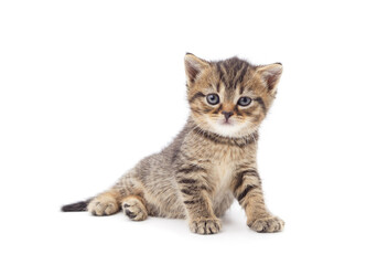 Brown little kitten sitting.