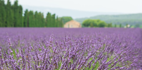 Lavender field in the countryside near L'Isle sur la Sorgue, Provence, France. Photographed on an...