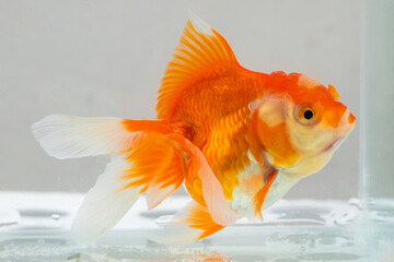 Oranda goldfish in aquarium fish tank close up