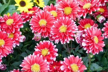 Red color chrysanthemum. Chrysanthemum (also known as florist's daisy and hardy garden mum, or in...