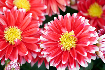 Red color chrysanthemum. Chrysanthemum (also known as florist's daisy and hardy garden mum, or in...
