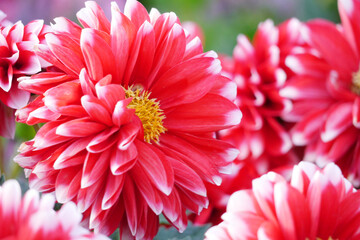 Red color chrysanthemum. Chrysanthemum (also known as florist's daisy and hardy garden mum, or in...
