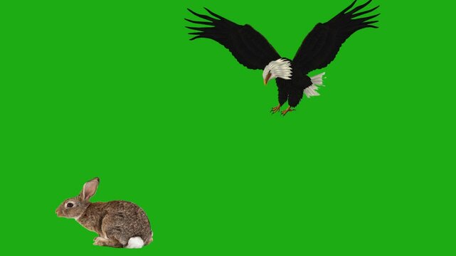 eagle green screen chroma key, eagle hunting green screen, rabbit green screen chroma key