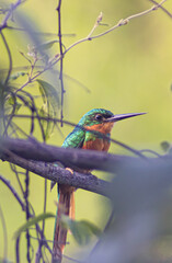 kingfisher on branch