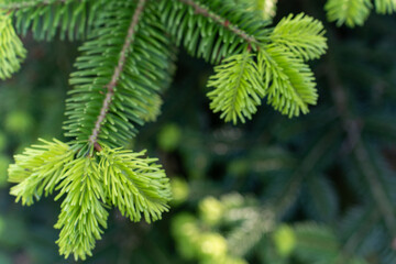 Spruce branches with young shoots on natural green background in spring forest. Natural beautiful background. High quality photo