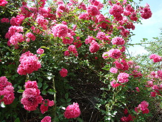 The beauty of a wild rose in the rays of the morning sun can compete with the attractiveness of any artificially grown flower.