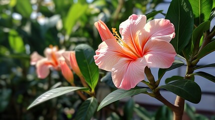 Fototapeta premium flower