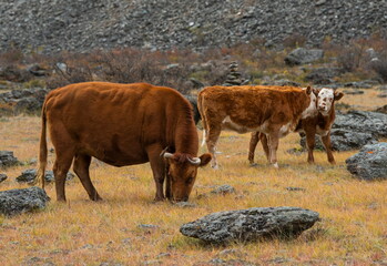 Russia. Mountain Altai. A small herd of cows graze peacefully in the valley of the Chulyshman river.
