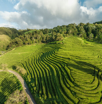 Aerial view of lush Cha fields and terrace farming in Maia, Azores, Portugal.