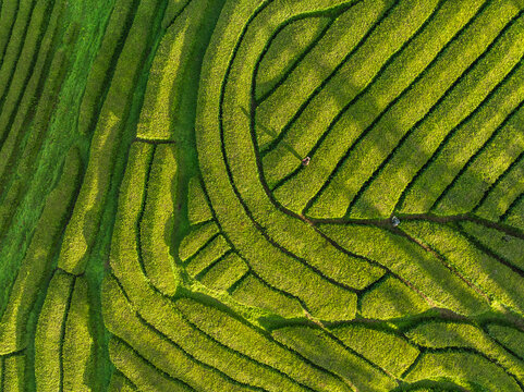 Aerial view of lush Cha fields terraces in Maia, Azores, Portugal.