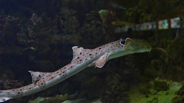 Epaulette or walking shark (Hemiscyllium ocellatum) is a beautiful fish with spots and a long tail, swimming in an aquarium. High quality 4k footage
