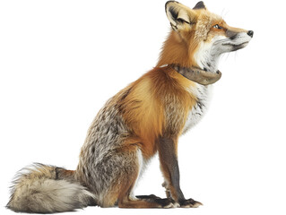 Fototapeta premium A red fox sits with its head tilted, looking up and to the side, isolated on a black background.