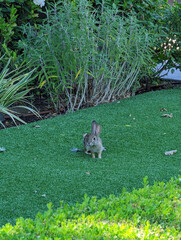 rabbit in the grass looking alarmed during the daytime near the edge of a yard in suburbia