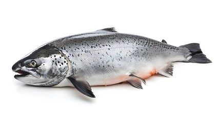Naklejka premium Whole Atlantic Salmon fish isolated on a white studio background : Generative AI