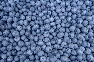 Lots of Fresh Delicious Blueberries. Texture close-up view of fresh bluberries. Vegan and vegetarian concept. Texture of blueberry berries. High quality photo