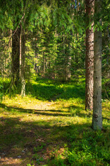 Idyllic Forest Pathway Through Dense Greenery. Tranquil Woodland Scene with Sun-Dappled Trees and Verdant Underbrush.