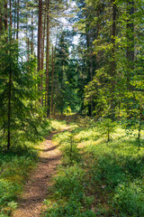 Idyllic Forest Pathway Through Dense Greenery. Tranquil Woodland Scene with Sun-Dappled Trees and Verdant Underbrush.