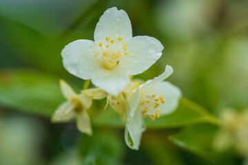 Delicate Jasmine Flower Macro with Visible Stamens. Soft Focus Close-up of White Blossom Against Blurred Green Background