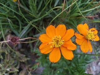 orange flower in the garden