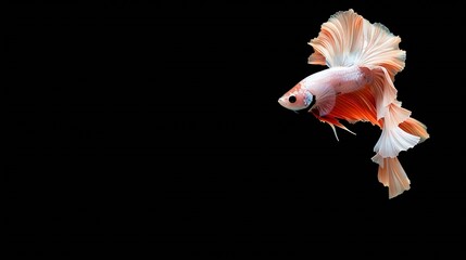 Rhythmic of dumbo ear half moon long tail Betta Siamese fighting fish Betta fighting motion Betta splendens Plakadbiting fishThai aquatic national animalspopular fish isolated on black : Generative AI