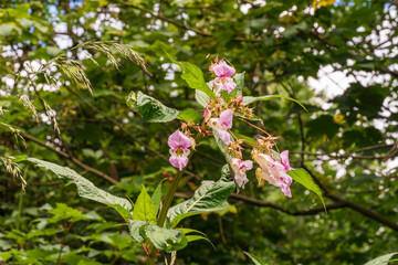 Invasive Himalayan balsam or Impatiens glandulifera plant in summer in the riverbank meadow
