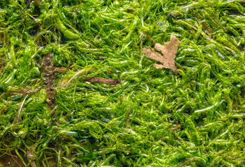 Fresh wet seaweed close up image