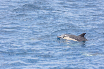 Fototapeta premium A dolphin is swimming in the ocean with a blue object in its mouth